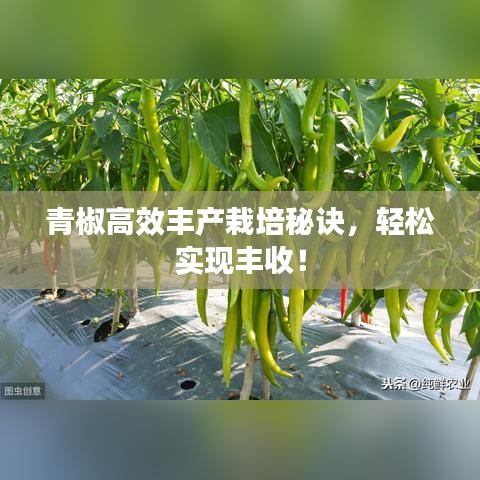 青椒高效豐產(chǎn)栽培秘訣，輕松實現(xiàn)豐收！