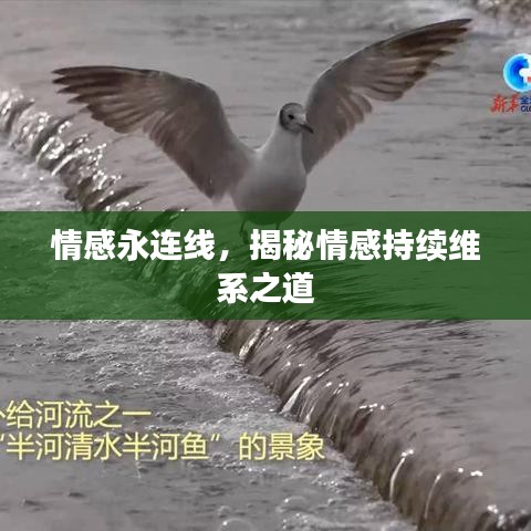 情感永連線，揭秘情感持續(xù)維系之道