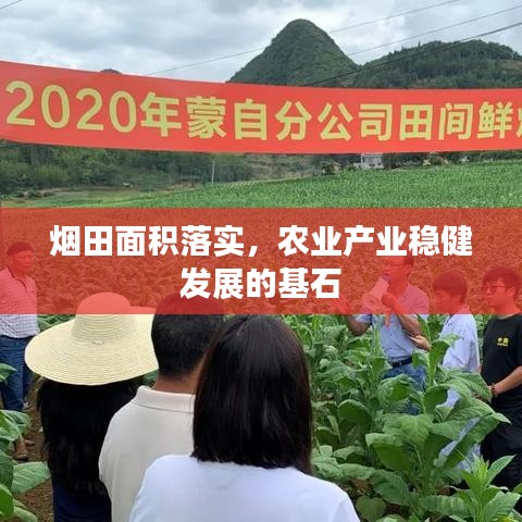 煙田面積落實，農(nóng)業(yè)產(chǎn)業(yè)穩(wěn)健發(fā)展的基石