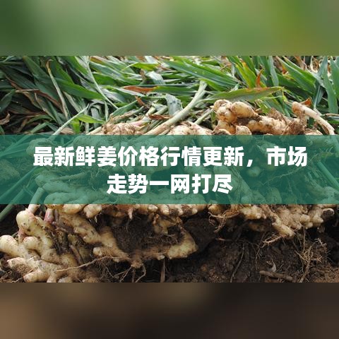 最新鮮姜價(jià)格行情更新，市場(chǎng)走勢(shì)一網(wǎng)打盡
