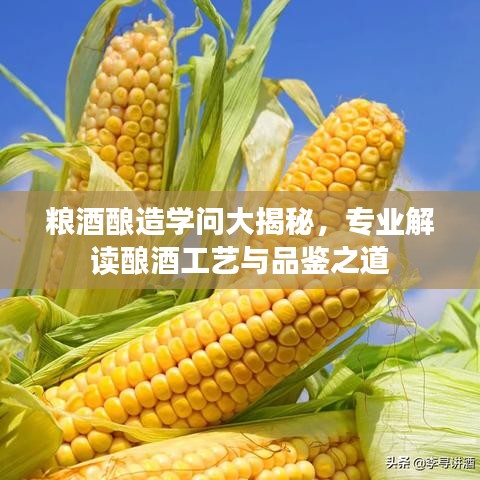 糧酒釀造學(xué)問大揭秘，專業(yè)解讀釀酒工藝與品鑒之道