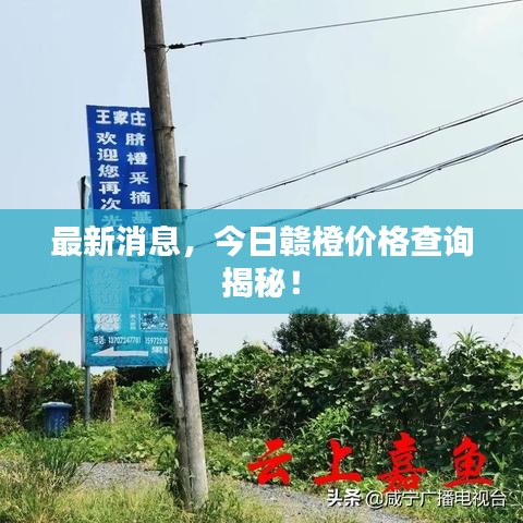 最新消息，今日贛橙價格查詢揭秘！