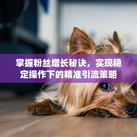 掌握粉絲增長(zhǎng)秘訣，實(shí)現(xiàn)穩(wěn)定操作下的精準(zhǔn)引流策略