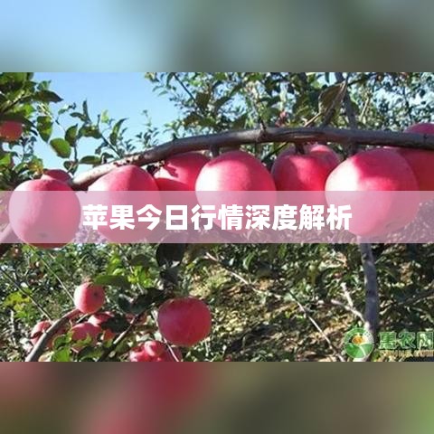 蘋(píng)果今日行情深度解析