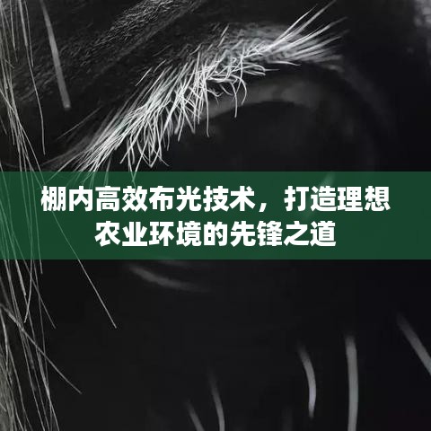 棚內(nèi)高效布光技術(shù)，打造理想農(nóng)業(yè)環(huán)境的先鋒之道