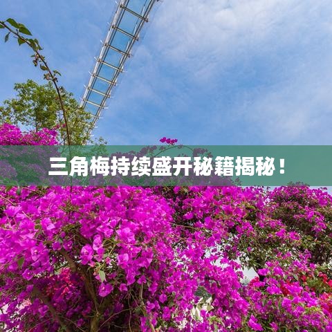 三角梅持續(xù)盛開秘籍揭秘！