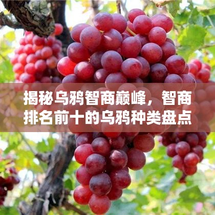 揭秘烏鴉智商巔峰，智商排名前十的烏鴉種類盤點(diǎn)！