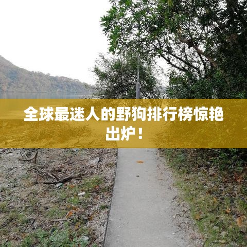 全球最迷人的野狗排行榜驚艷出爐！