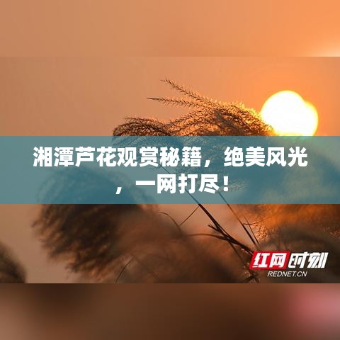 湘潭蘆花觀賞秘籍，絕美風光，一網(wǎng)打盡！
