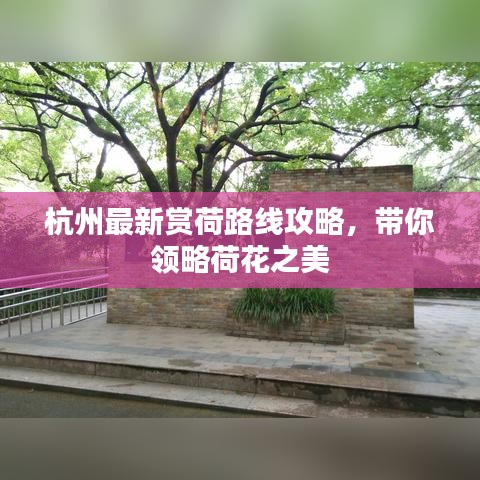 杭州最新賞荷路線攻略，帶你領(lǐng)略荷花之美