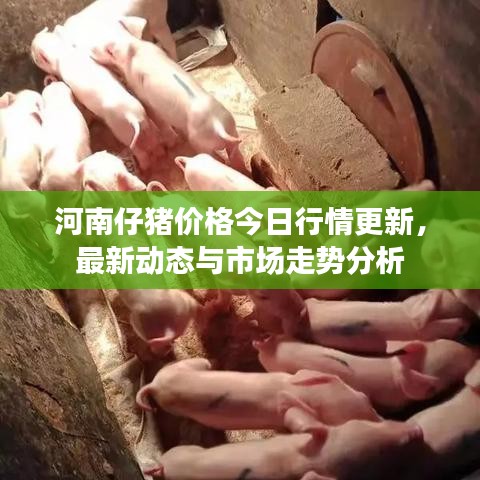 河南仔豬價(jià)格今日行情更新，最新動(dòng)態(tài)與市場(chǎng)走勢(shì)分析