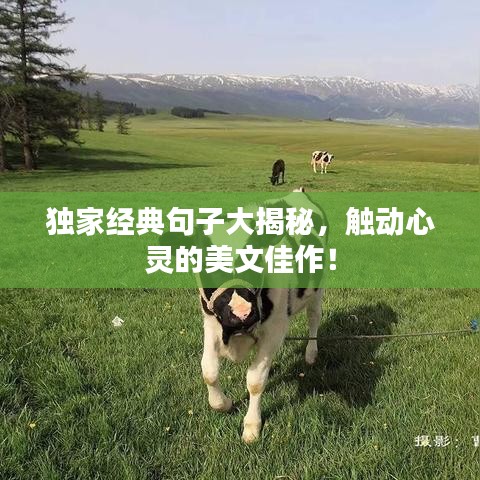 獨(dú)家經(jīng)典句子大揭秘，觸動(dòng)心靈的美文佳作！