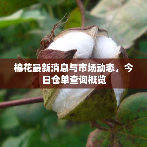 棉花最新消息與市場動(dòng)態(tài),今日倉單查詢概覽