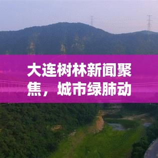 大連樹林新聞聚焦，城市綠肺動態(tài)更新