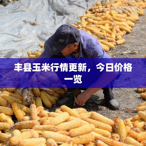 豐縣玉米行情更新，今日價(jià)格一覽