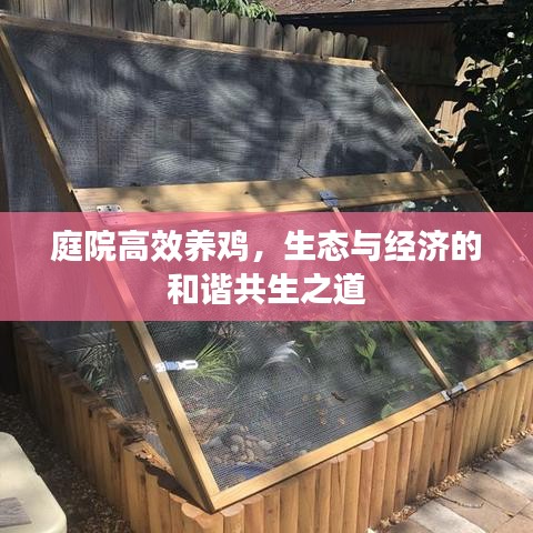 庭院高效養(yǎng)雞，生態(tài)與經(jīng)濟的和諧共生之道