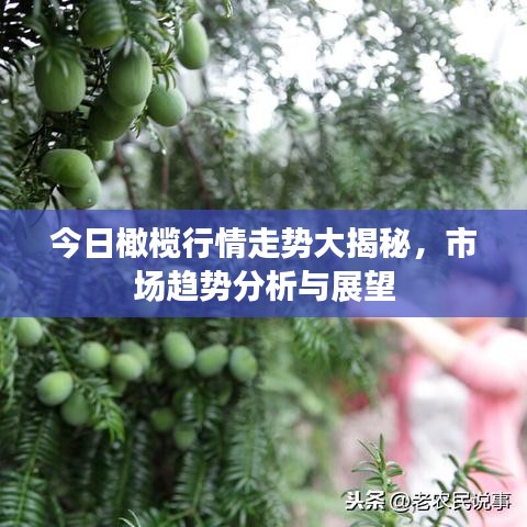 今日橄欖行情走勢(shì)大揭秘，市場(chǎng)趨勢(shì)分析與展望