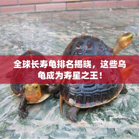 全球長壽龜排名揭曉，這些烏龜成為壽星之王！