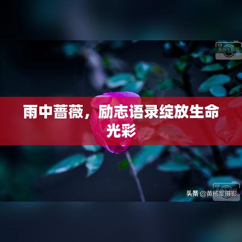 雨中薔薇，勵(lì)志語錄綻放生命光彩