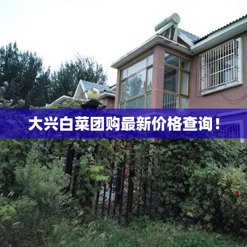 大興白菜團購最新價格查詢！