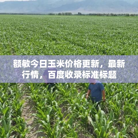 額敏今日玉米價格更新，最新行情，百度收錄標(biāo)準(zhǔn)標(biāo)題