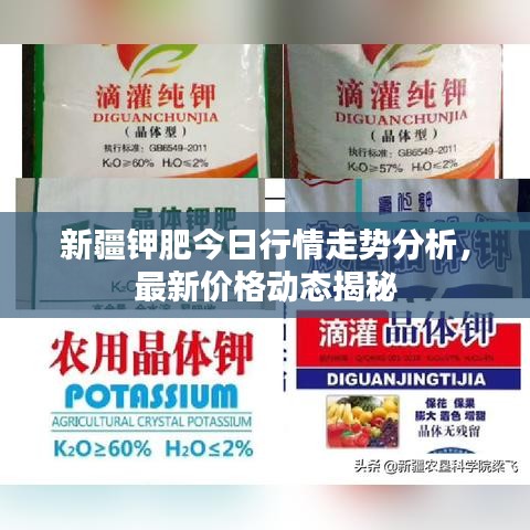 新疆鉀肥今日行情走勢分析，最新價格動態(tài)揭秘