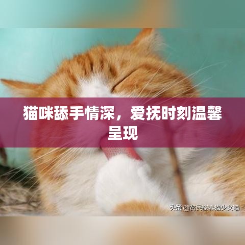 貓咪舔手情深，愛撫時(shí)刻溫馨呈現(xiàn)