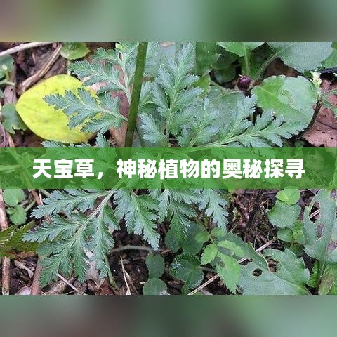 氣囊 第35頁