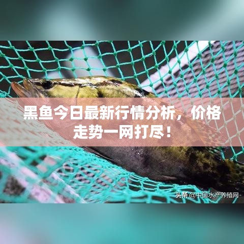 黑魚今日最新行情分析，價(jià)格走勢(shì)一網(wǎng)打盡！