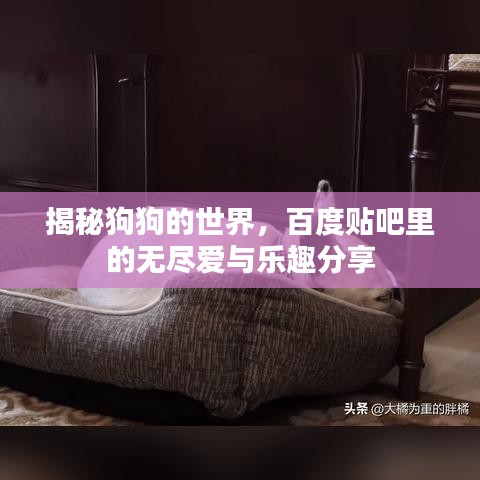 揭秘狗狗的世界，百度貼吧里的無盡愛與樂趣分享