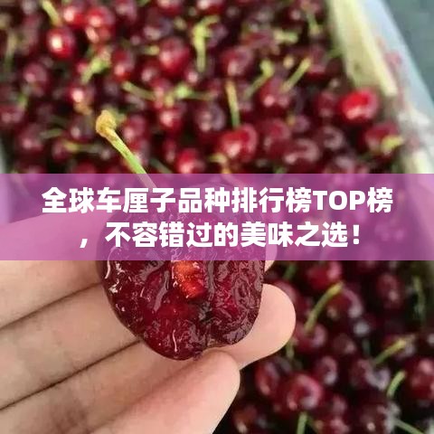 全球車厘子品種排行榜TOP榜，不容錯過的美味之選！